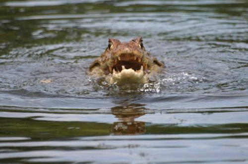 En los r�os costarricenses son muy comunes los caimanes