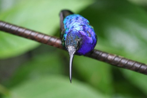 En Costa Rica viven m�s de 50 especies de colibr�es
