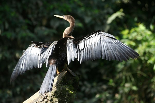 Dentro del bosque tropical h�medo podemos ver un gran n�mero de aves (unas 425 especies de las m�s de 800 que cuenta el pa�s). 