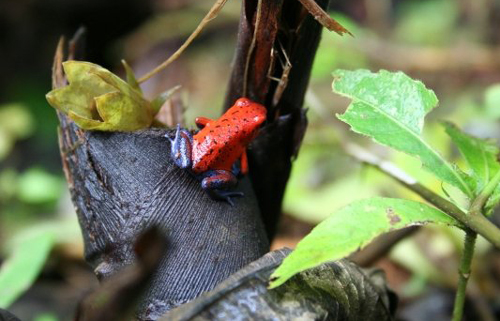 La rana roja, m�s conocida como blue jeans, es una de les especies de anfibios m�s t�picas de la fauna costarricense