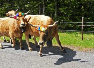 Vacas engalanadas en la Fiesta de la Trashumancia en Col de Bonnecomb