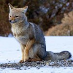 Durante el invierno, las posibilidades de avistamiento de animales aumentan proporcionalmente en relación a la disminución de los turistas