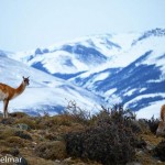 Durante el invierno, las posibilidades de avistamiento de animales aumentan proporcionalmente en relación a la disminución de los turistas