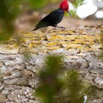 El Carpintero de Magallanes es posible avistarlo en el Parque Etnobotánico Omora si caminas en silencio y con algo de suerte. No suele huir del ser humano