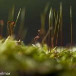 Detalles de la amplia diversidad de musgos, líquenes y hepáticas en Parque Omora