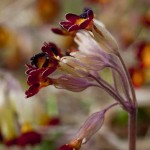 Flores silvestres en el cementerio Yagán