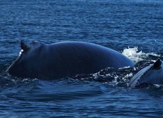 Ballenas jorobadas en Panamá