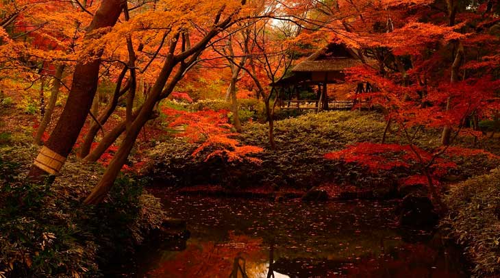 Paisajes de Tokio en otoño