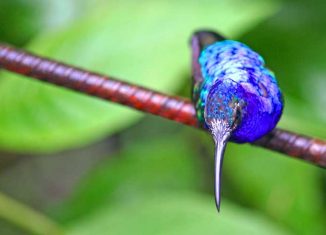 En Costa Rica viven más de 50 especies de colibríes. Foto María Jesús Tomé