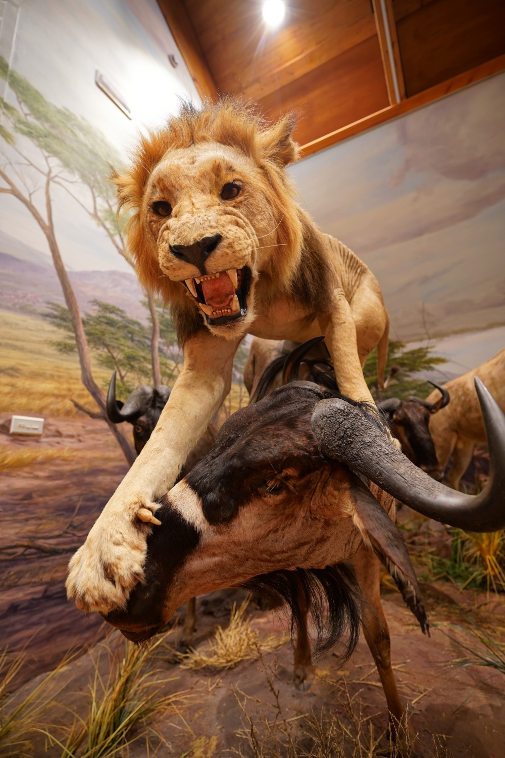 La naturalización del Museo de la Fauna de Valdehuesa es espectacular