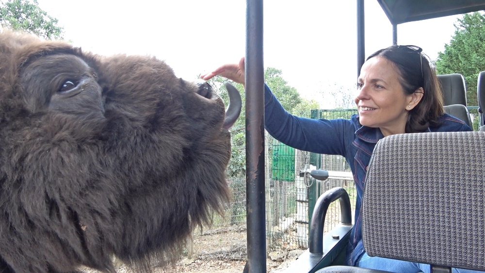 Guzmán es un bisonte que nació en Valdehuesa y es realmente muy amigable.