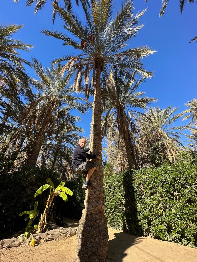 Escalando una palmera en Eden Palm