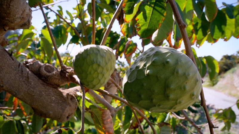 La Costa Tropical de Granada es el primer productor mundial de chirimoyas.