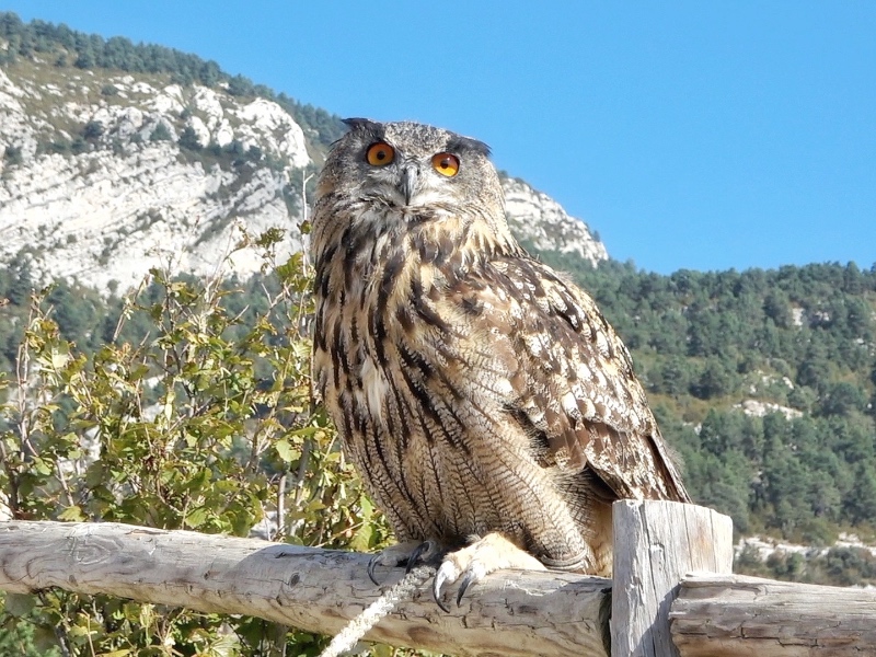 Uno de los búhos de la exhibición de aves rapaces del Zoo del Pirineo.