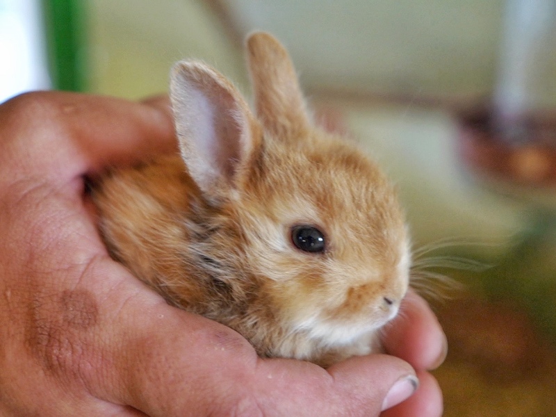 Los conejitos son unos de los animales preferidos de los más pequeños.