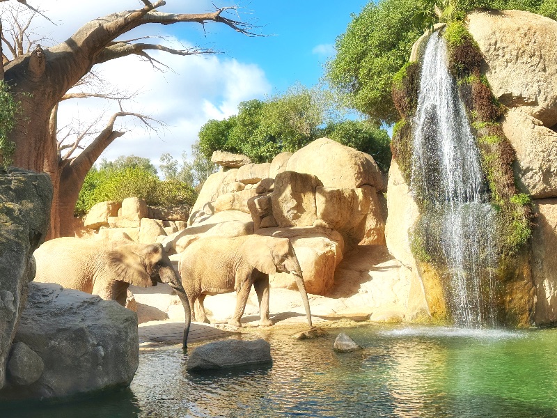 Elefantes en Biopark Valencia.