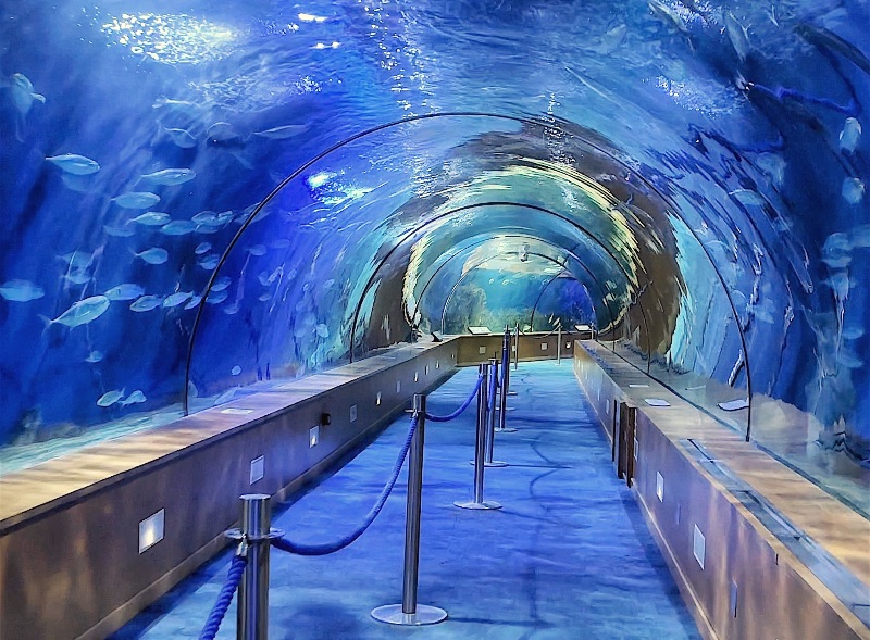 Túnel de tiburones del Oceanogràfic.