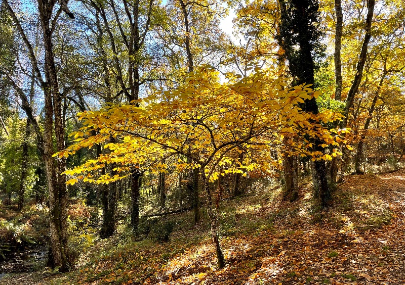El otoño es uno de los mejores momentos para hacer La Senda de los 1000 colores. © Pedro M. Iglesias.