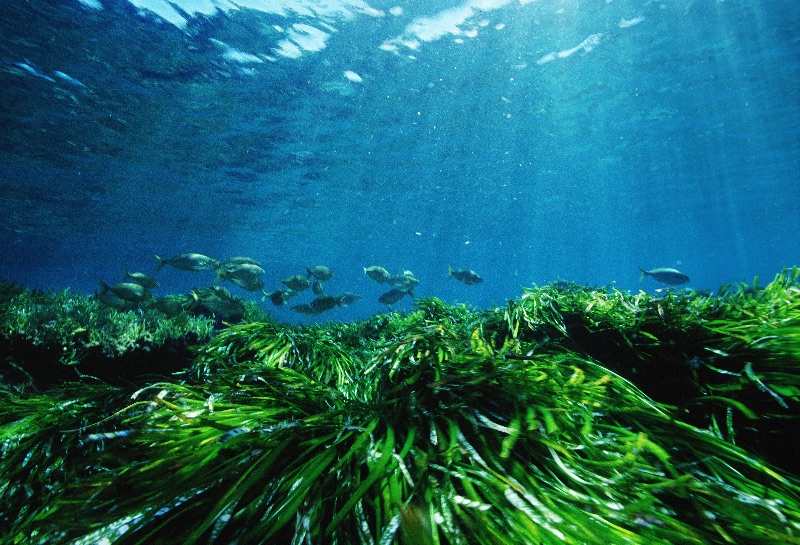 Posidonia oceánica