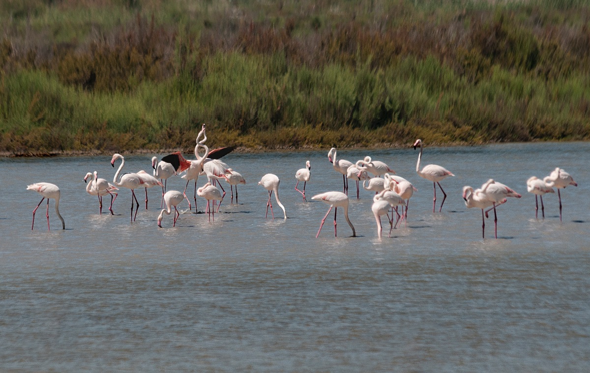 Flamencos en el Parque Natural de Las Salinas de Santa Pola