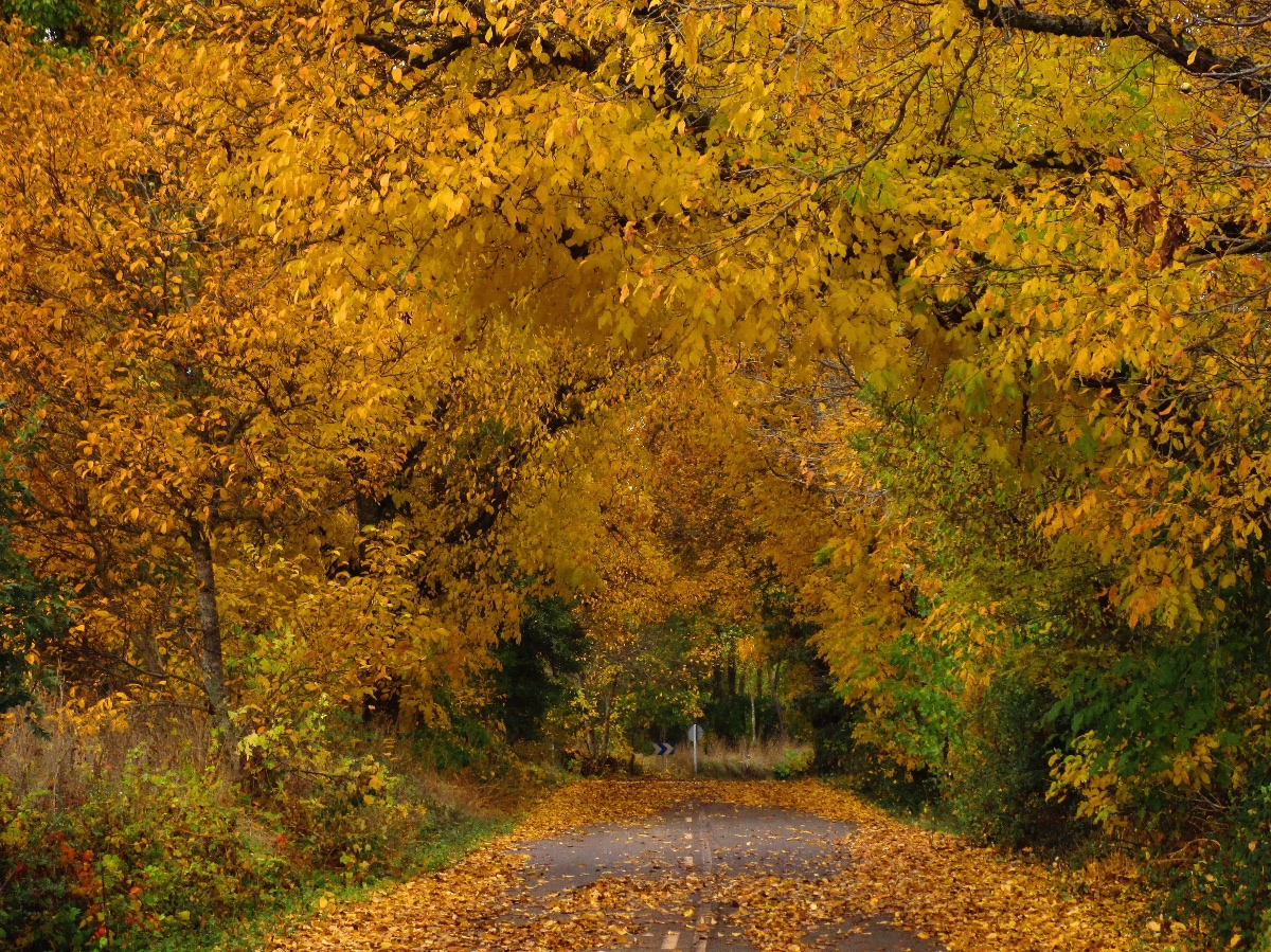 Valle de Omaña y Luna