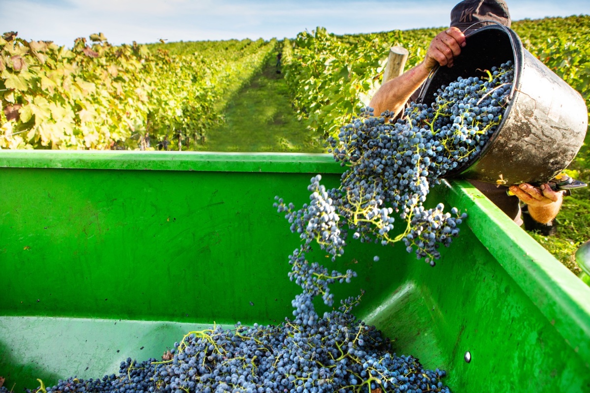 Moldavia impulsa sus rutas del vino para conquistar al viajero español Moldavia impulsa sus rutas del vino para conquistar al viajero español