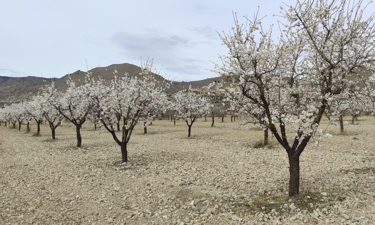 Almendros de Oria, en Almería Almendros de Oria, en Almería