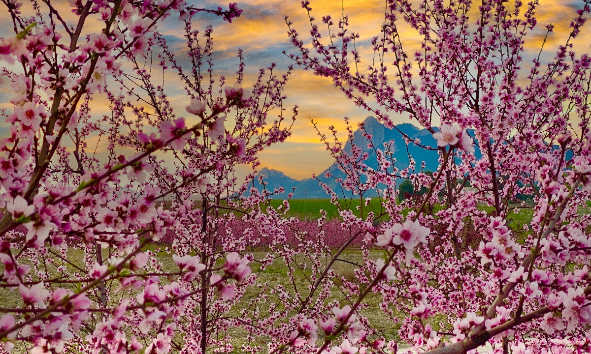 Floración en Cieza Floración en Cieza