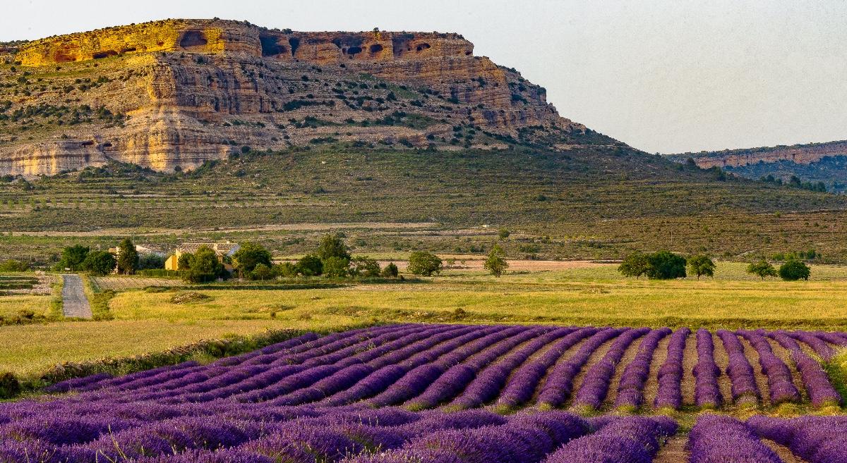 Floración en Moratalla, Murcia Floración en Moratalla, Murcia