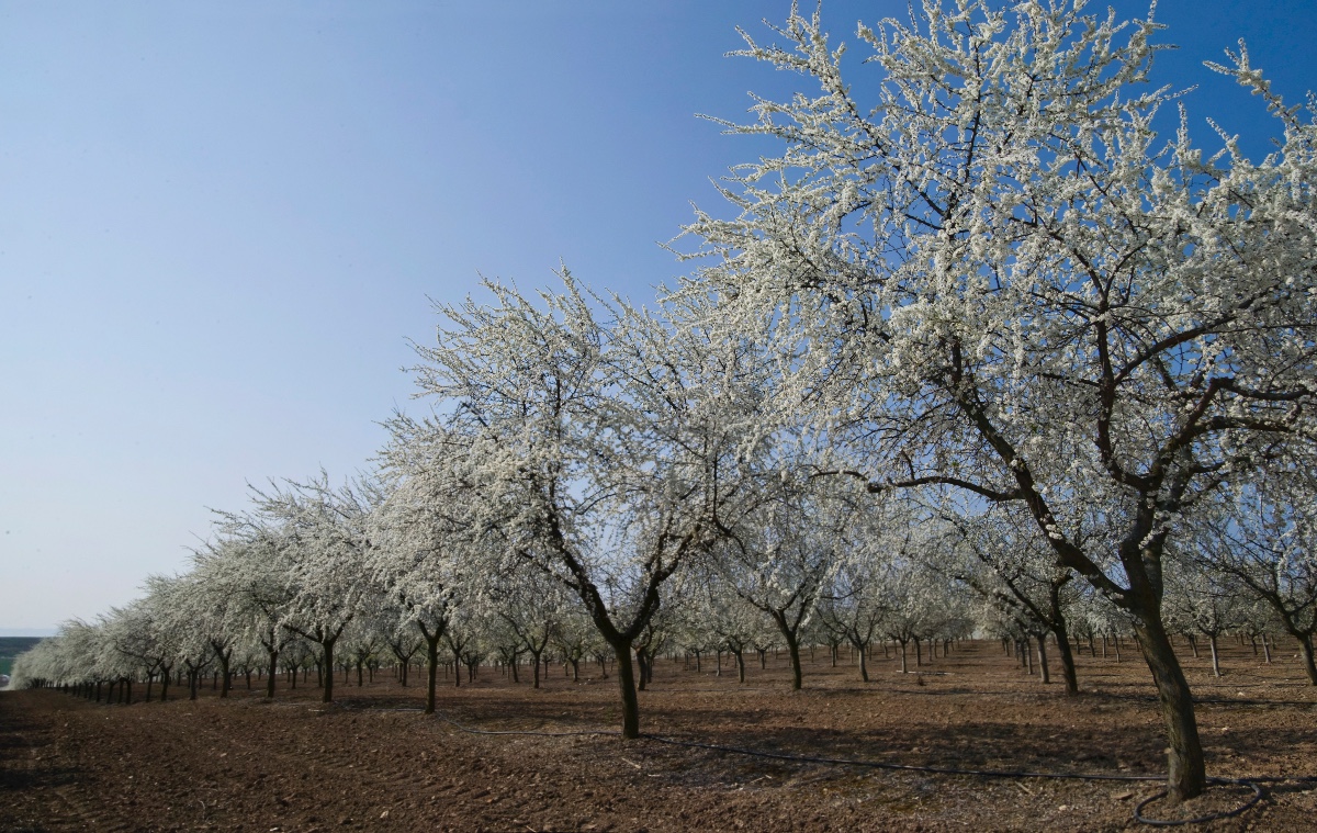 Floración en Navarra Floración en Navarra