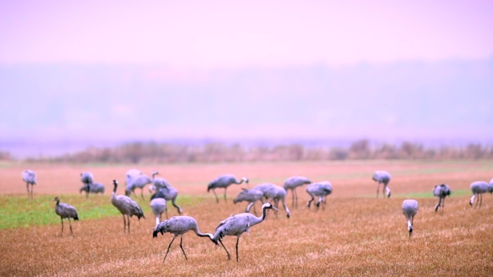Laguna de Gallocanta Laguna de Gallocanta
