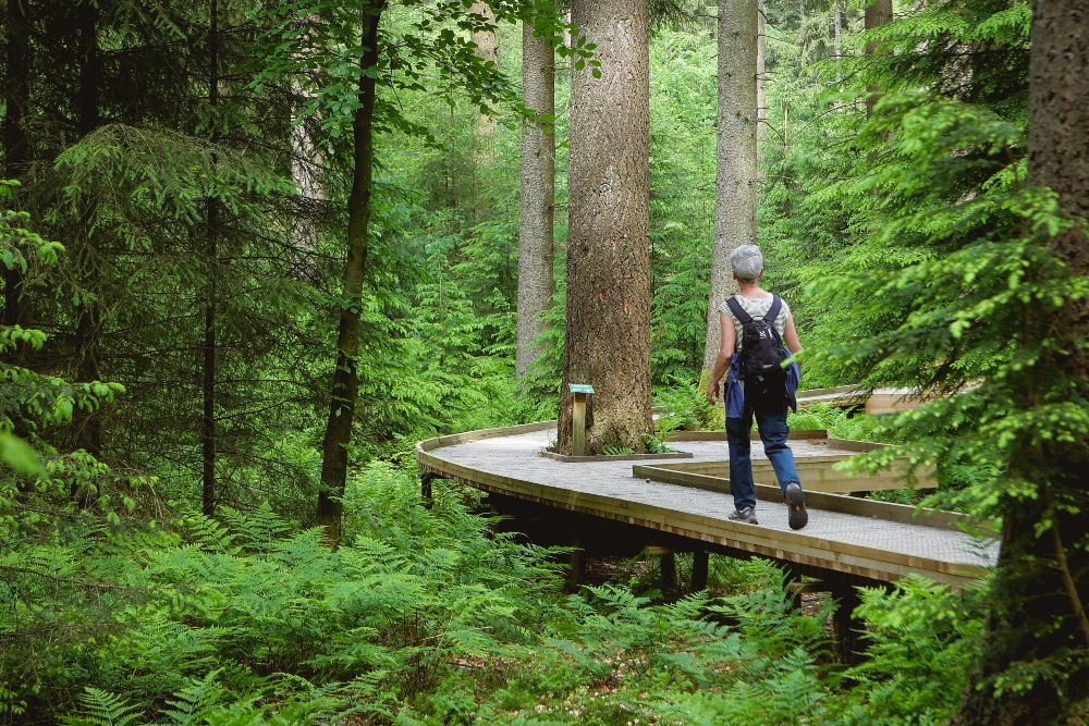 Senderismo por una pasarela de madera en el frondoso bosque de Grand Bois Senderismo por una pasarela de madera en el frondoso bosque de Grand Bois