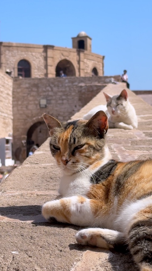 Essaouira está llena de gatos y muchos de ellos pasean por el puerto en busca de un pescador despistado para robarle una sardina o una dorada. Foto Juan Coma Essaouira está llena de gatos y muchos de ellos pasean por el puerto en busca de un pescador despistado para robarle una sardina o una dorada. Foto Juan Coma