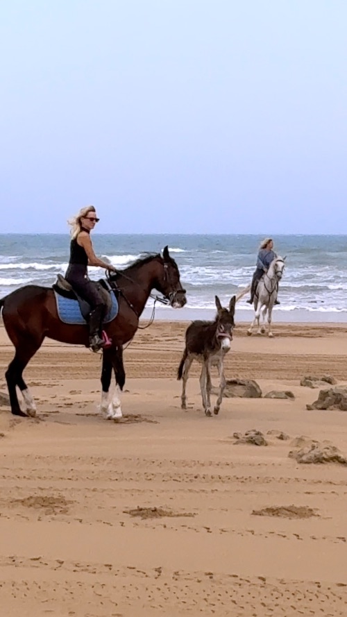 Tambien se pueden hacer excursiones a caballo por la playa de Essaouira. Foto Juan Coma Tambien se pueden hacer excursiones a caballo por la playa de Essaouira. Foto Juan Coma