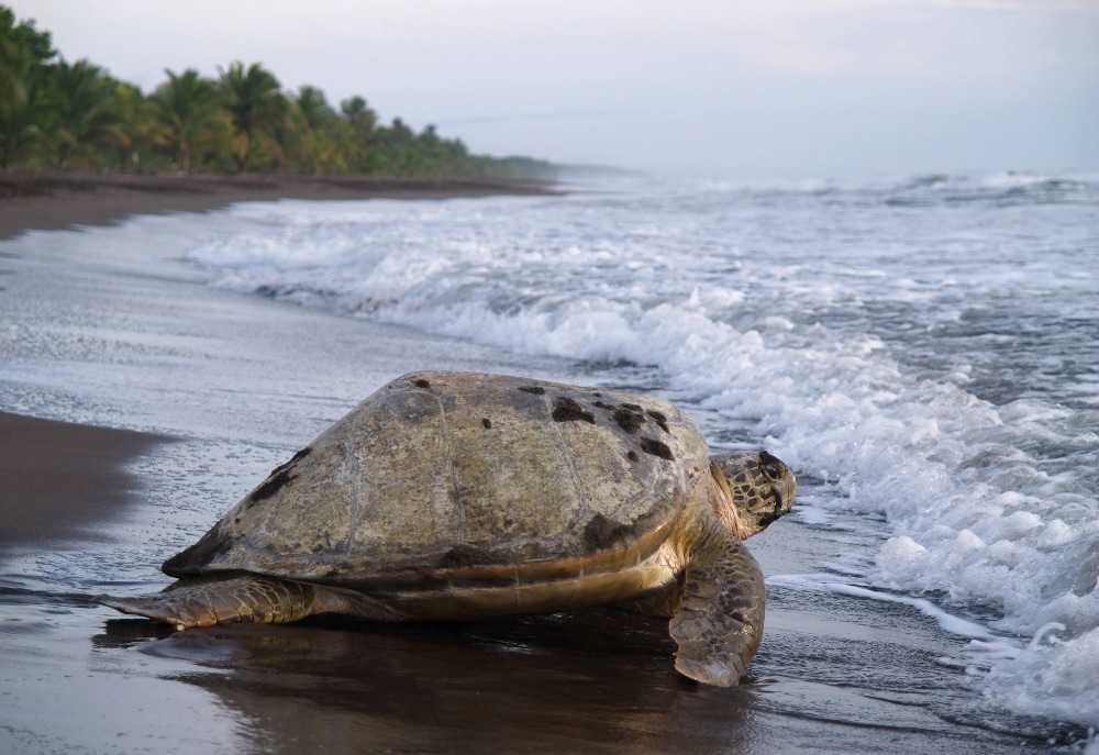 Tortugas en el Parque Nacional Tortuguero Tortugas en el Parque Nacional Tortuguero