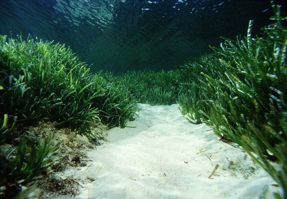 Posidonia Océanica Posidonia Océanica