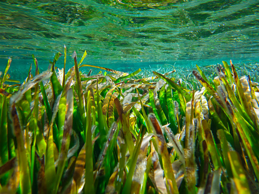 Posidonia. Foto Sergio Arribas Posidonia. Foto Sergio Arribas