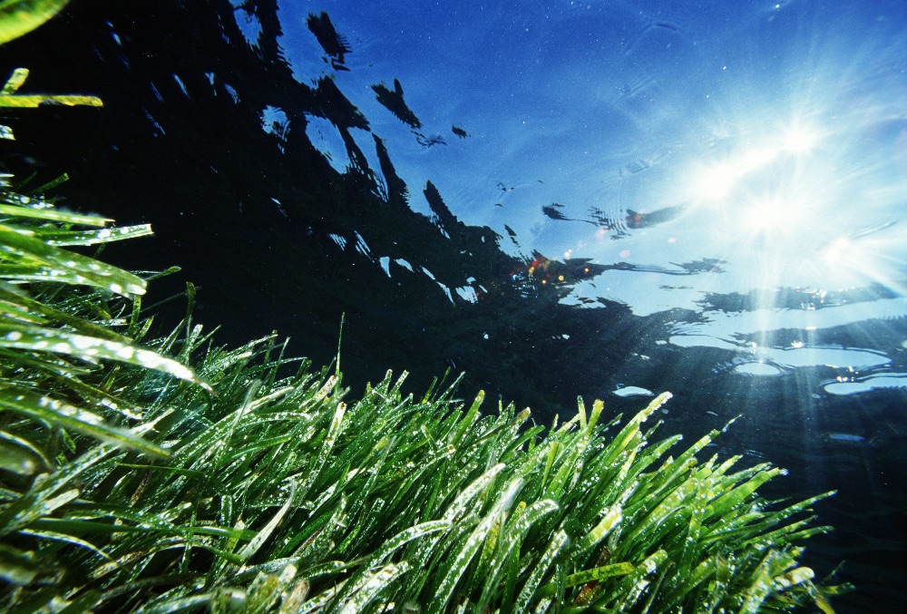 Save Posidonia Project Formentera Save Posidonia Project Formentera