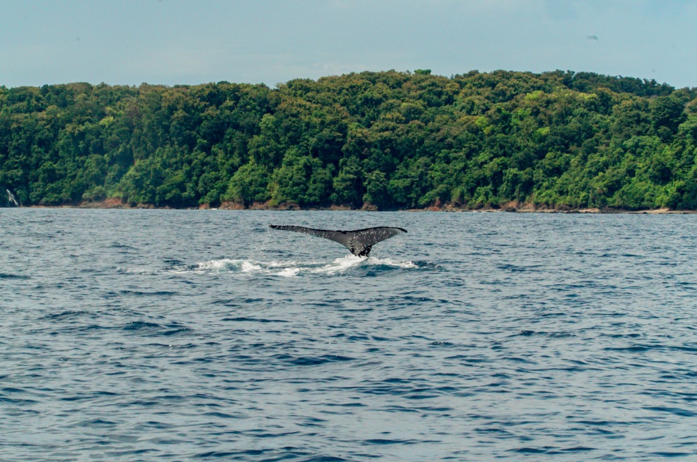 Septiembre es el mejor del año para ver ballenas en Costa Rica Septiembre es el mejor del año para ver ballenas en Costa Rica