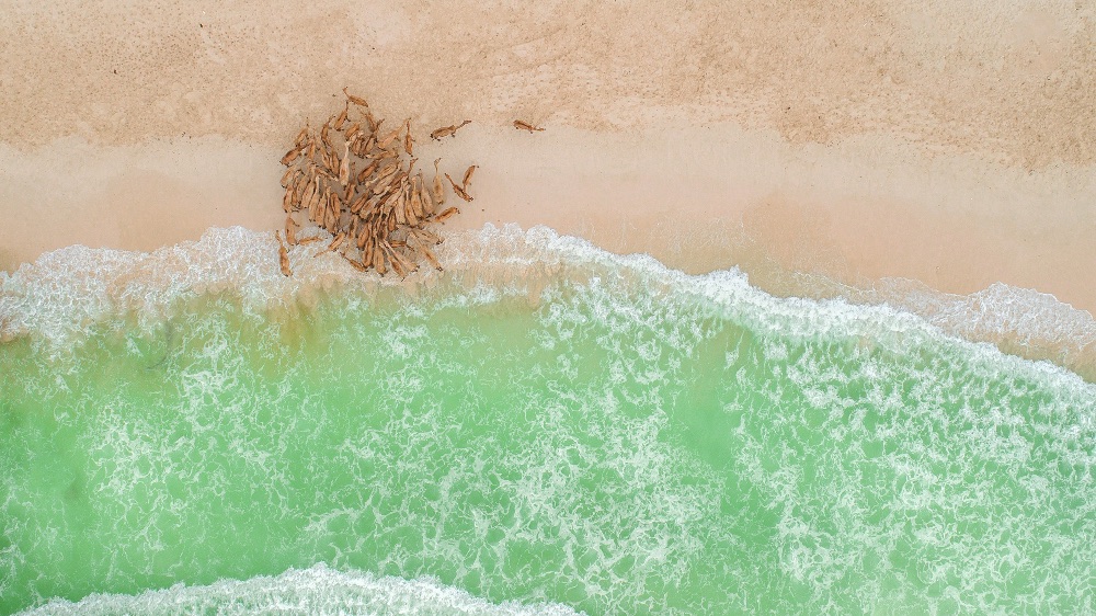 Omán tiene 3.000 kilómetros de costa Omán tiene 3.000 kilómetros de costa