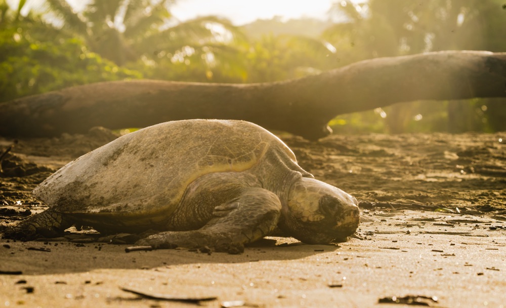 Tortuga lora Tortuga lora