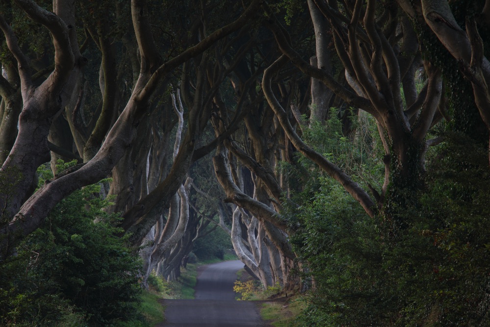 Las hayas de Dark Hedges, en el condado de Antrim, forman un túnel natural que parece conducir al escenario de una leyenda. Las hayas de Dark Hedges, en el condado de Antrim, forman un túnel natural que parece conducir al escenario de una leyenda.