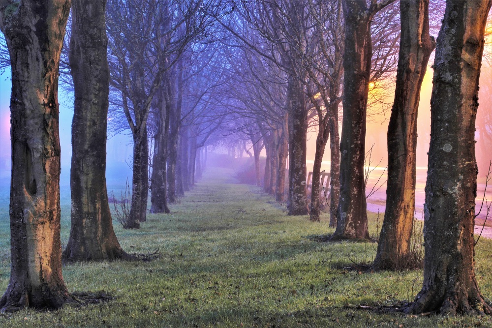 La bruma envuelve esta avenida de árboles en Newcastle, Galway, y aporta al paisaje una atmósfera de misterio. La bruma envuelve esta avenida de árboles en Newcastle, Galway, y aporta al paisaje una atmósfera de misterio.